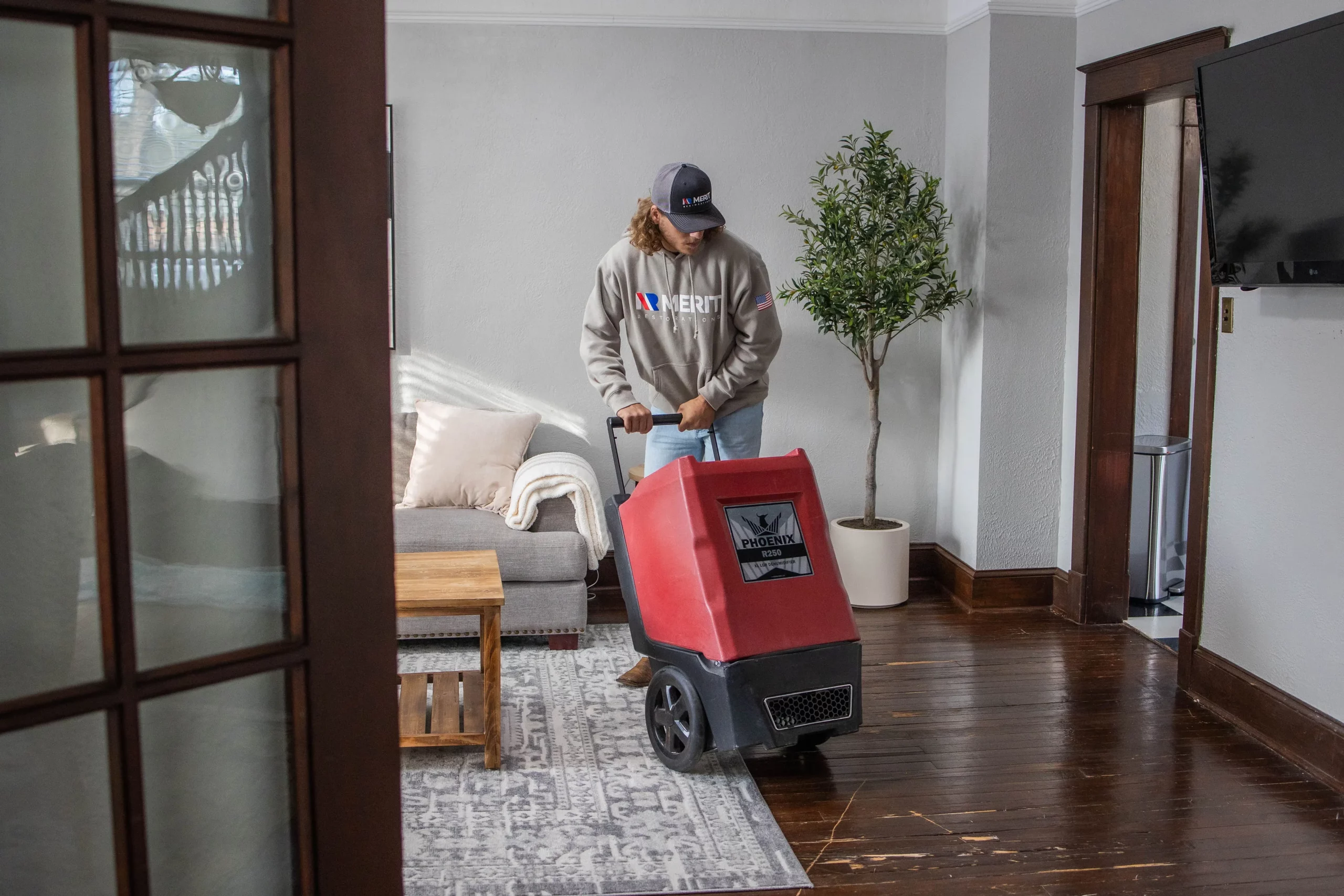 mold removal